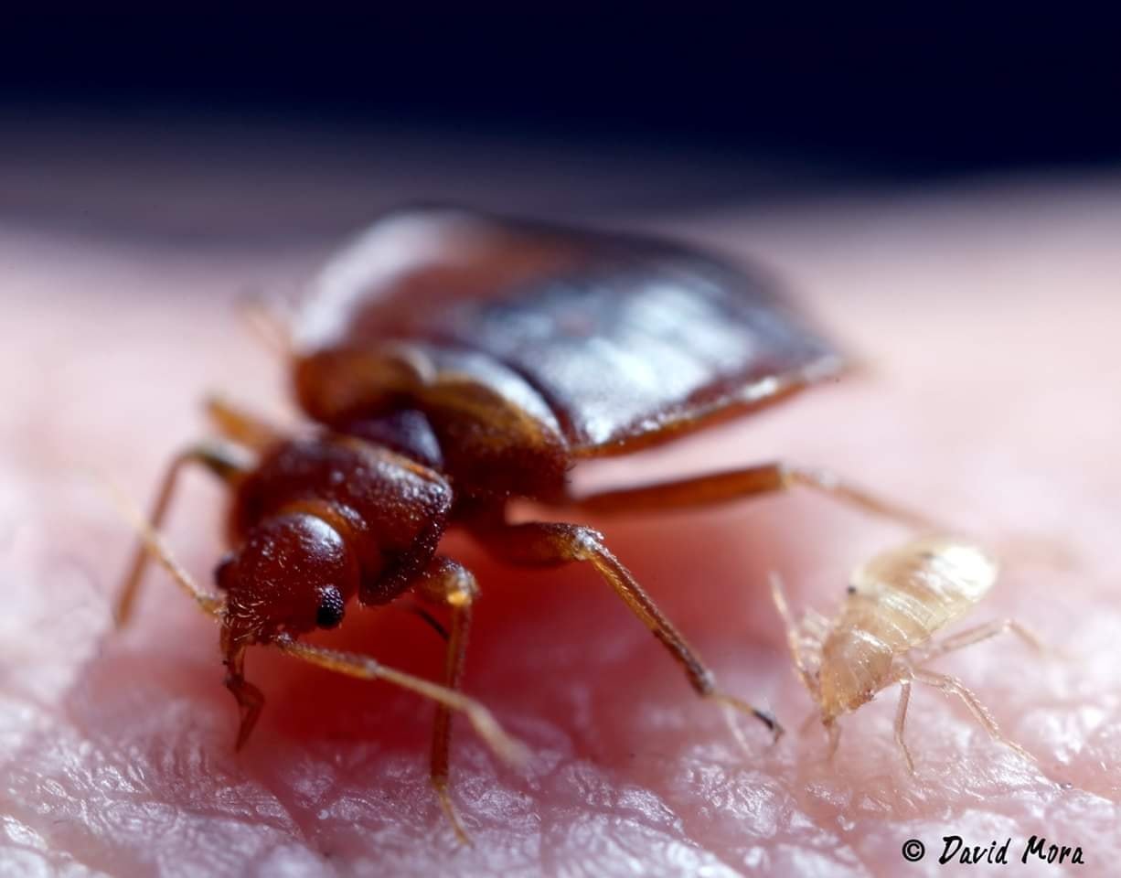 Punaise de lit adulte et nymphe